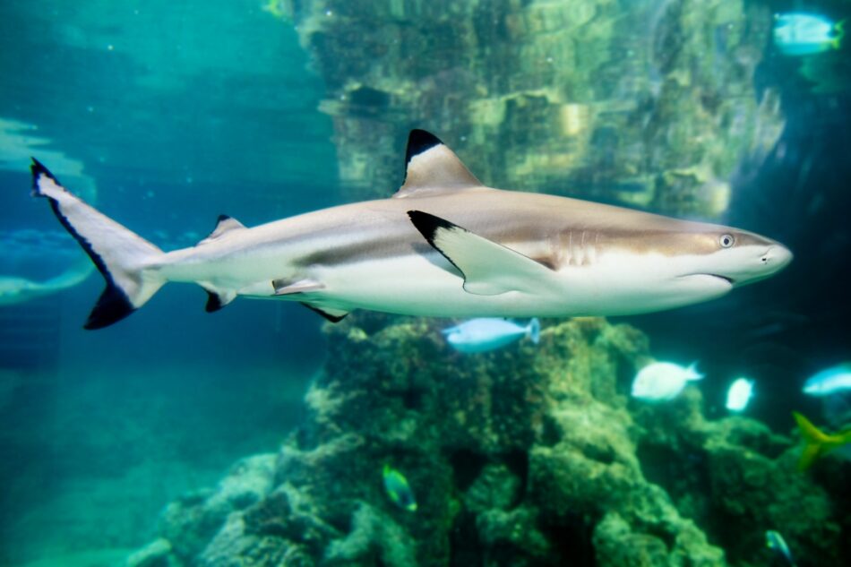 Aquarium Wilhelmshaven