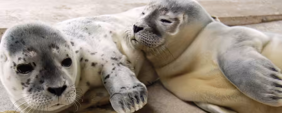 Seehundstation Norddeich